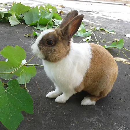 Bed & Breakfast William