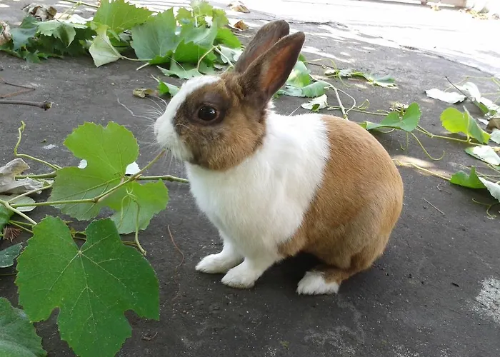 Alojamento de Acomodação e Pequeno-almoço William